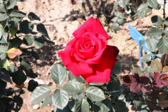 こちらは赤色のバラ