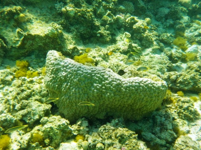 珊瑚と周りに泳いでいる小さな熱帯魚達