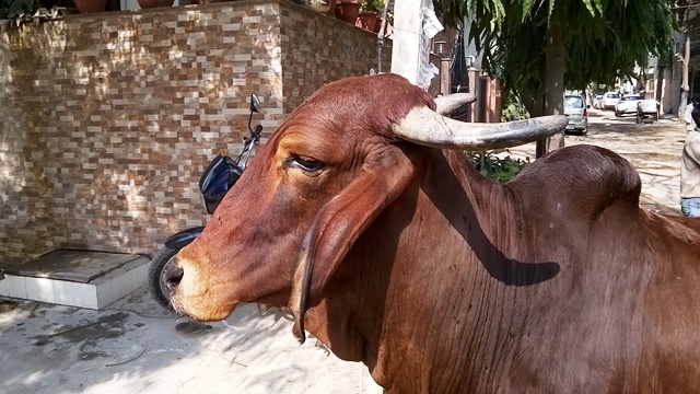 近所の牛