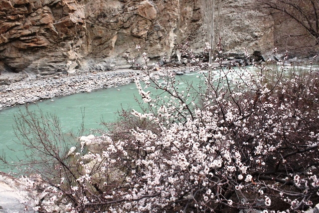 杏子の花＠インダス川沿い