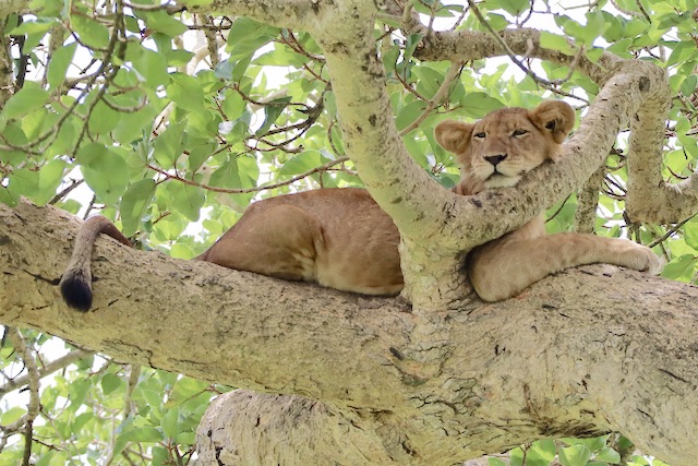 ウガンダの木登りライオン