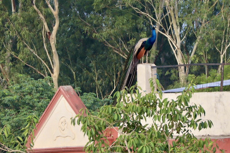近所の屋上に居た雄の孔雀