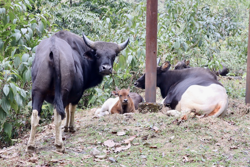 ミトゥン牛は道中でよく見かける
