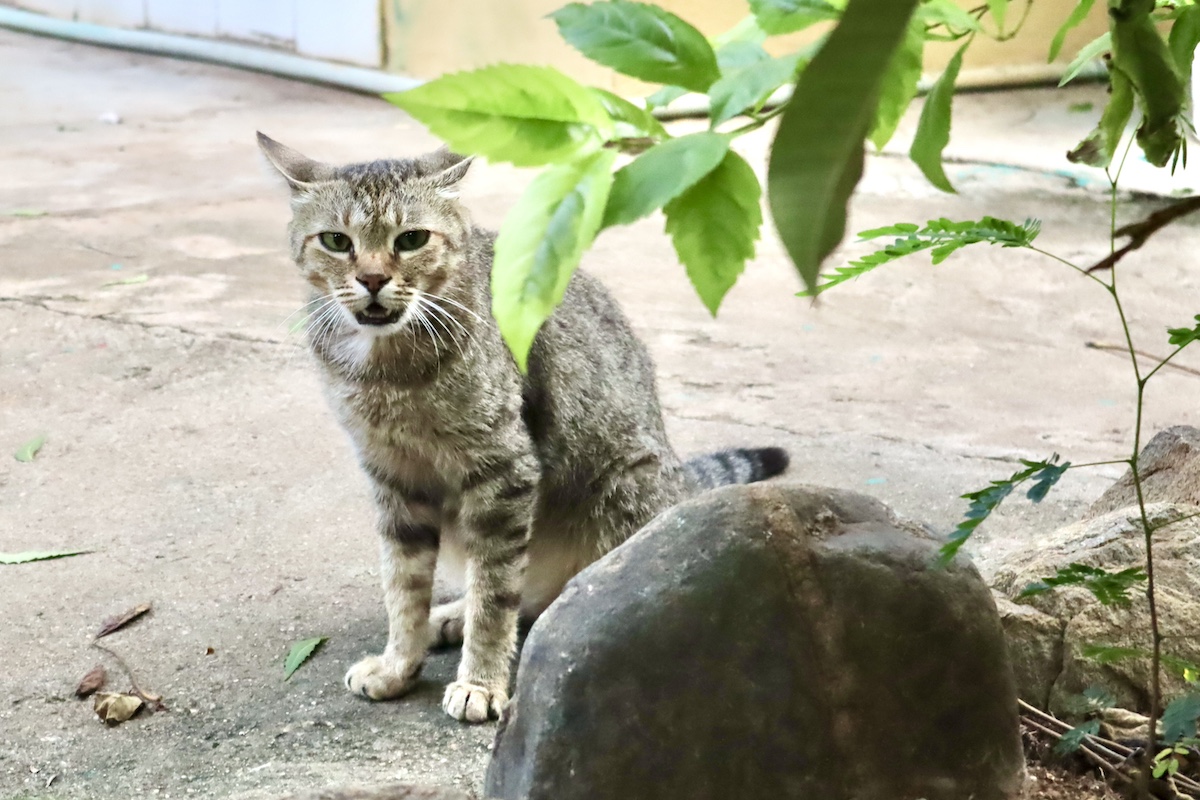 敷地内に居た猫