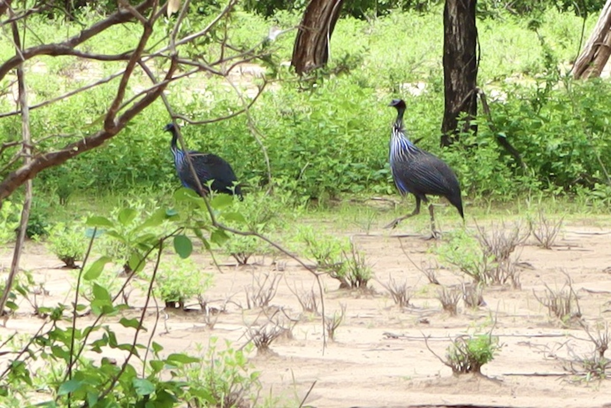道沿いを彷徨っていたホロホロチョウ